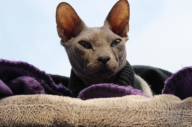 Chat Sans Poil Sphynx Donskoy Peterbald Josera