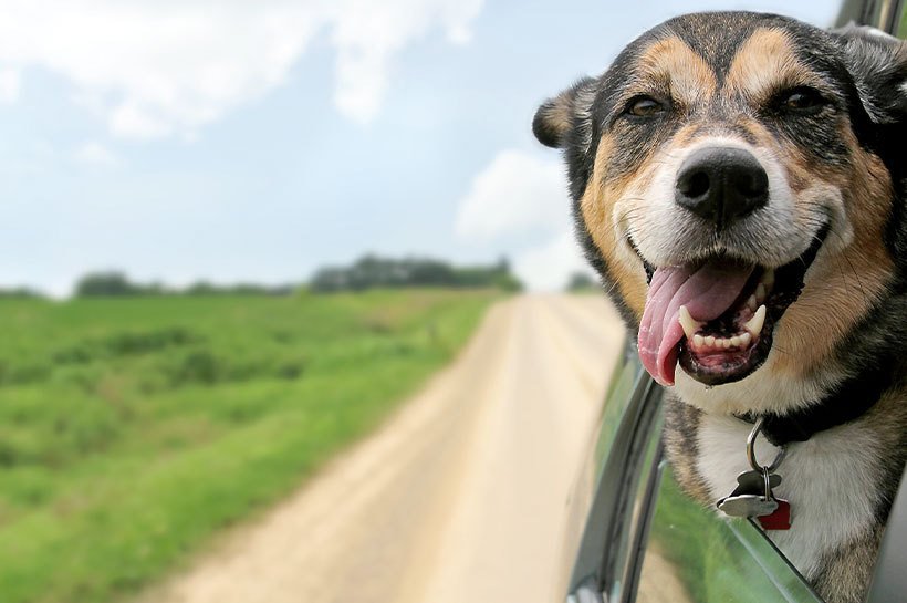 Vacances avec chien : Conseils pour voyager avec son chien
