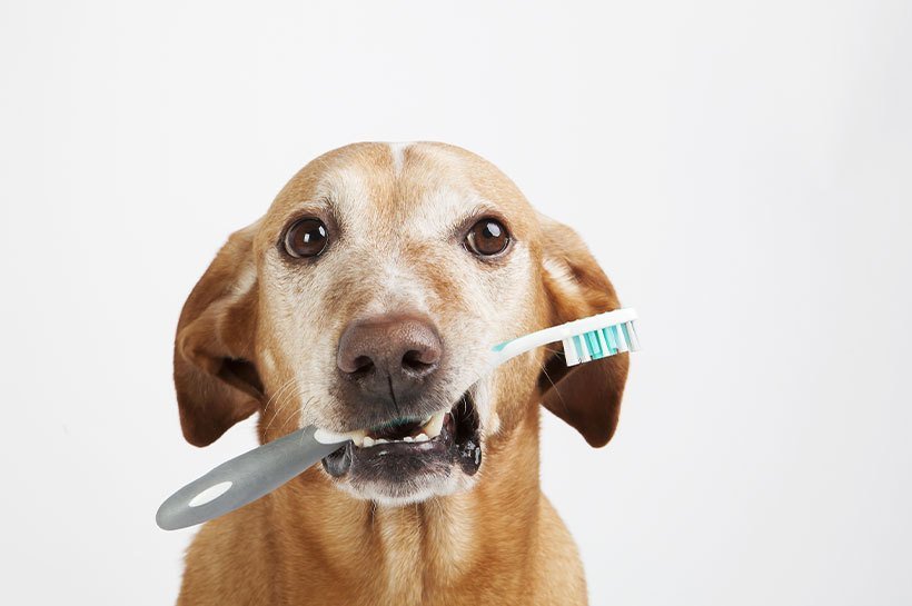 Nettoyer les oreilles de son chien : comment faire ? • INVERS La