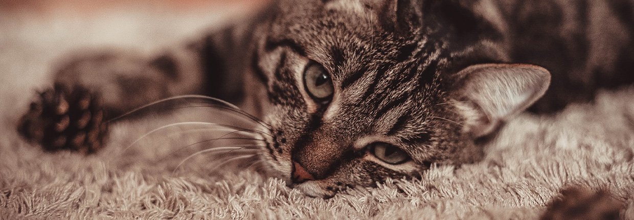 Pourquoi les chats ronronnent-ils? Explications et bienfaits