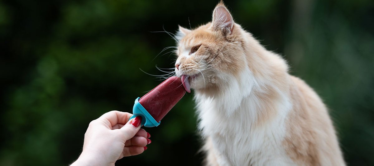 5 recettes de glaces pour chat à faire soi-même