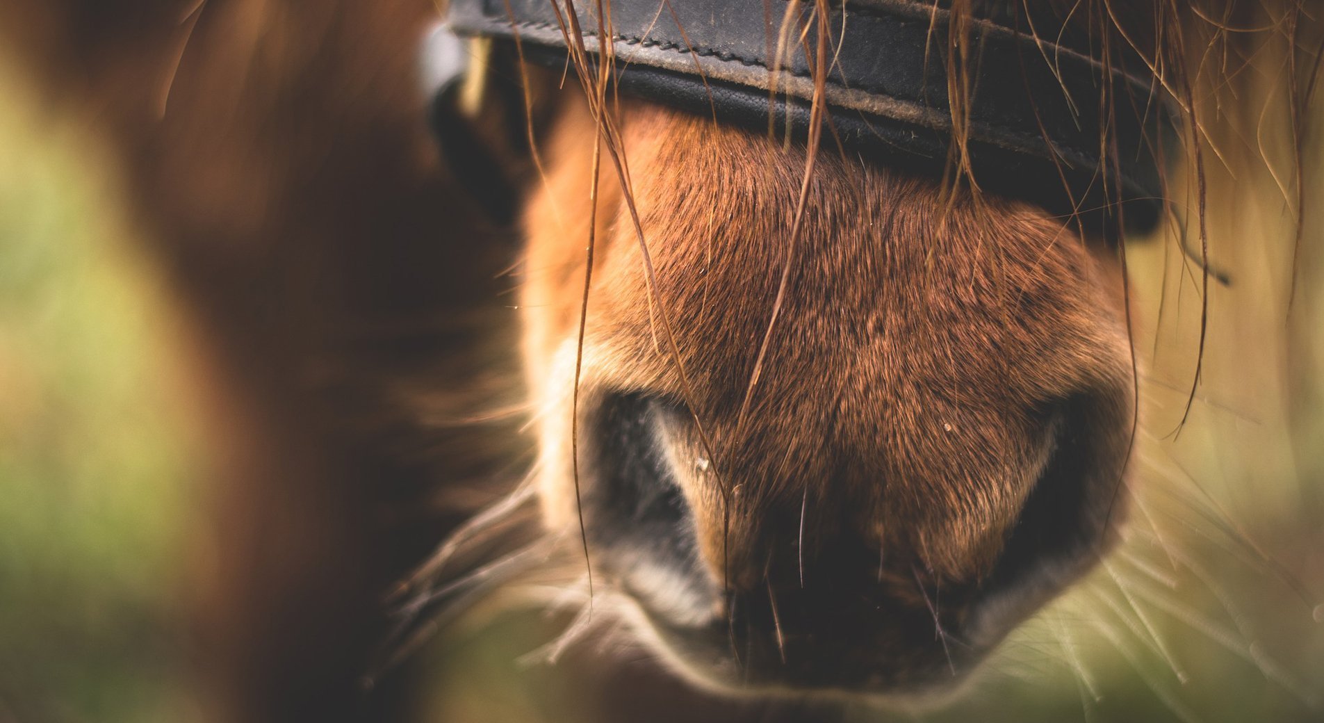 Pourquoi un cheval fait des coliques ? 