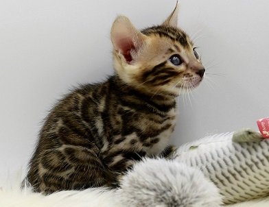 Le Chat Bengal Fauve En Miniature Calin Et Joueur