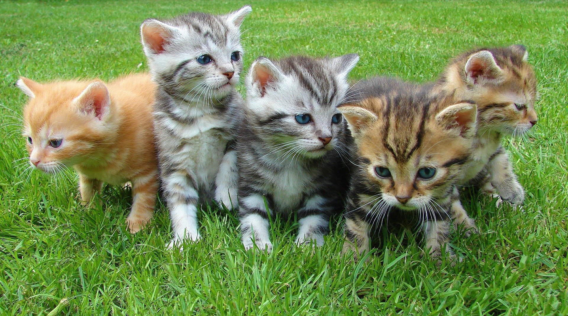 Adopter un chat : 12 choses qu'il faut savoir avant l'adoption !