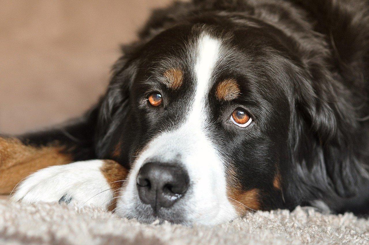 Le Bouvier Bernois ▻ Un chien social, affectueux apprécié des familles