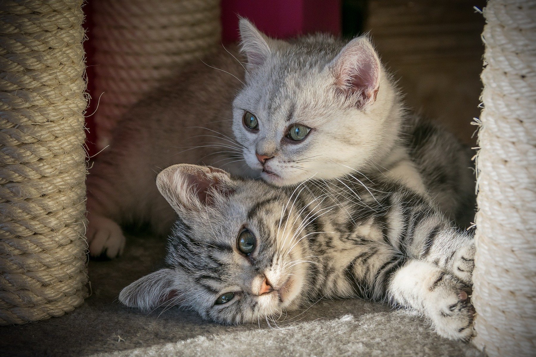 Adopter un chat : 12 choses qu'il faut savoir avant l'adoption !