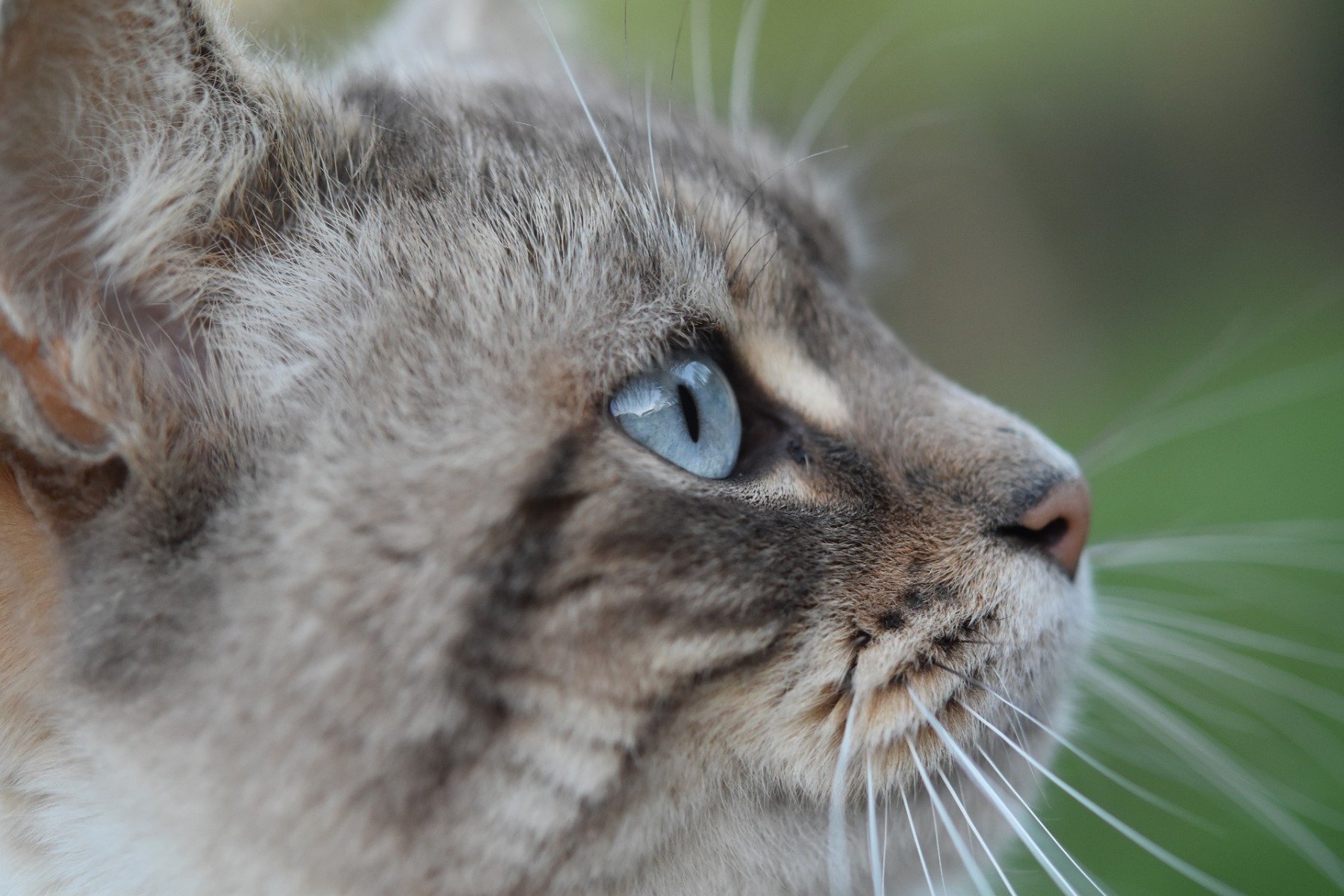 Взгляд как у кошки песня. Морда кота. Кошачья морда в профиль. Кошачий глаз в профиль. Нос кошки.
